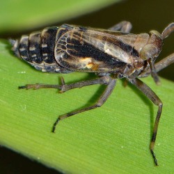 Delphax crassicornis